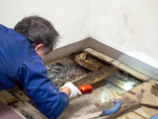 Best HVAC Mold Remediation in Lolo, MT