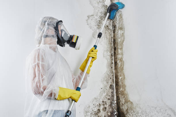 Best Emergency Mold Remediation in Lolo, MT