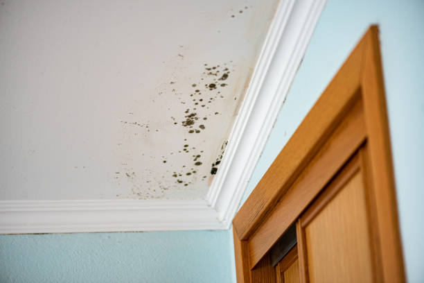 Best Residential Mold Remediation in Lolo, MT