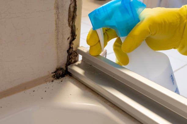 Best Post-Flood Mold Remediation in Lolo, MT