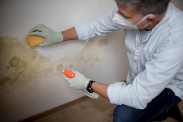 Best Basement Mold Remediation in Lolo, MT