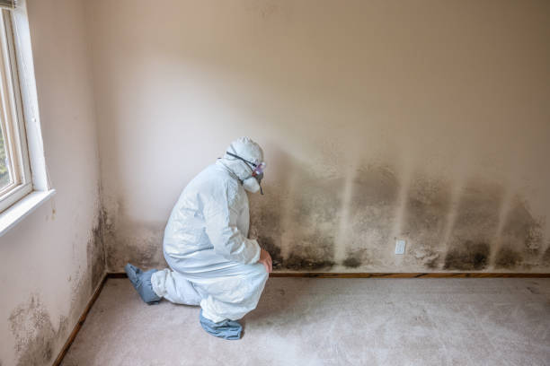 Best Industrial Mold Remediation in Lolo, MT