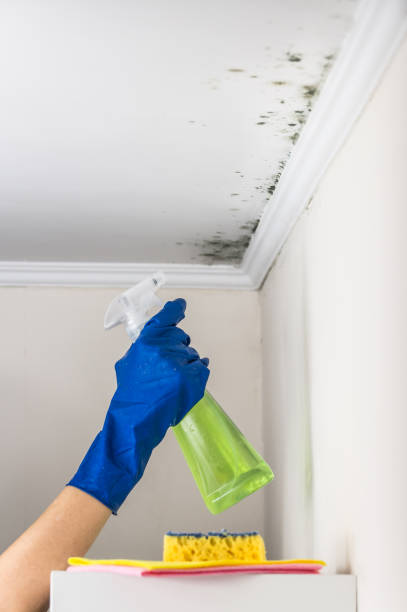 Best Localized Mold Remediation (e.g., coastal areas, humid climates) in Lolo, MT